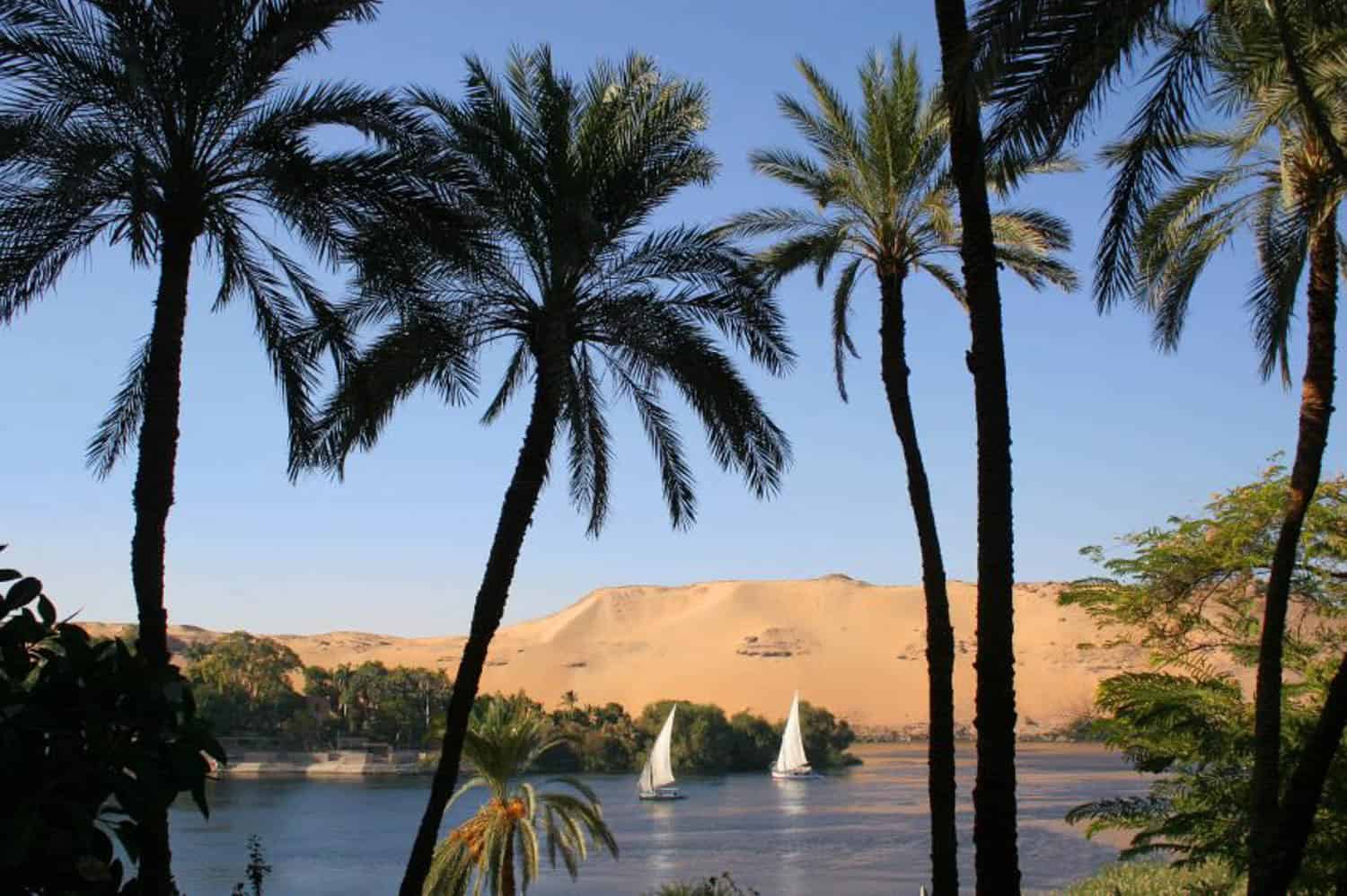 Tall palm trees frame a river scene with two white sailboats and sandy dunes under a clear blue sky in the background.