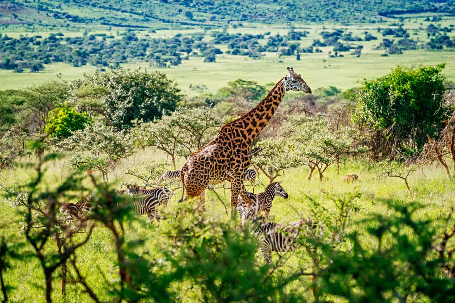 A giraffe standing among zebras in a green, open savanna landscape with scattered trees and distant hills.