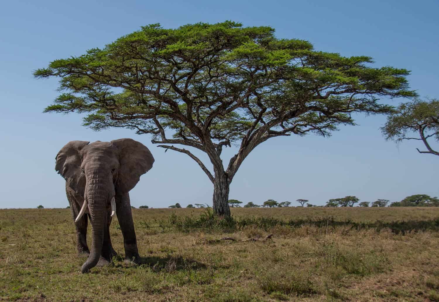 An elephant stands on grassy ground in front of a large, leafy acacia tree under a clear blue sky in a savanna landscape.