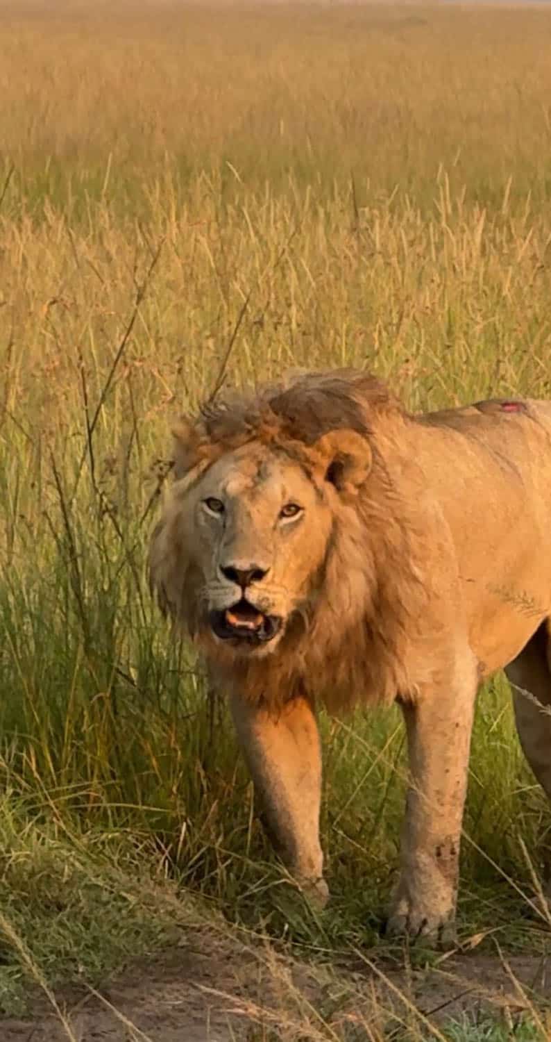 A male lion with a full mane stands in tall grass, looking directly at the camera with its mouth slightly open.
