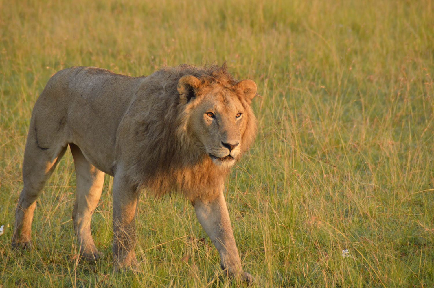 A male lion with a full mane walks through tall grass in a sunlit savanna.