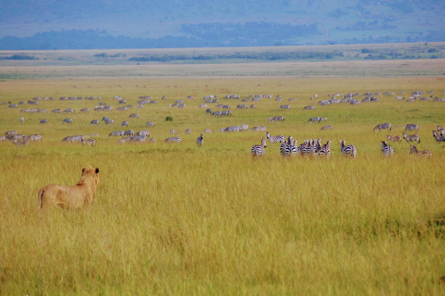 Got it—let’s aim for something more natural and compelling, while keeping it concise and keyword-smart. Here's a refined version: Lion watches zebras grazing across the open African savanna, a classic wildlife moment on a Journeys African safari tour.