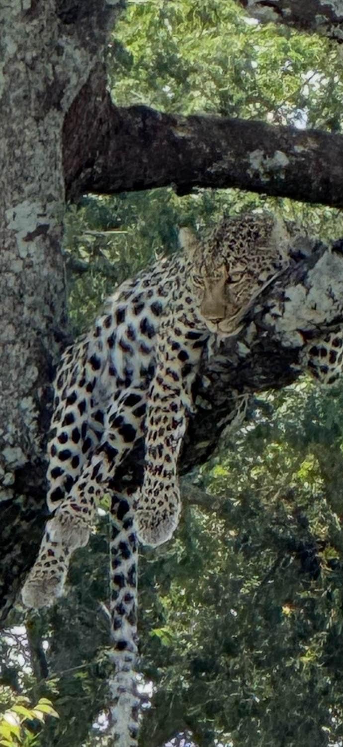 A leopard lying on a tree.