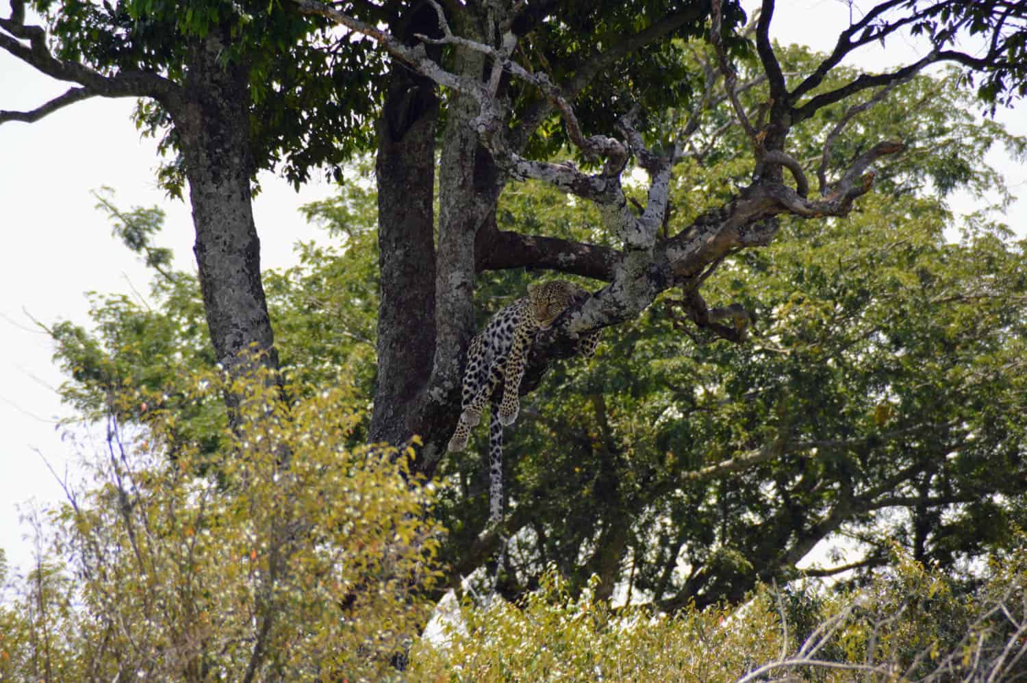 A leopard rests on a large tree branch, blending into the surroundings of dense green foliage and tall trees.