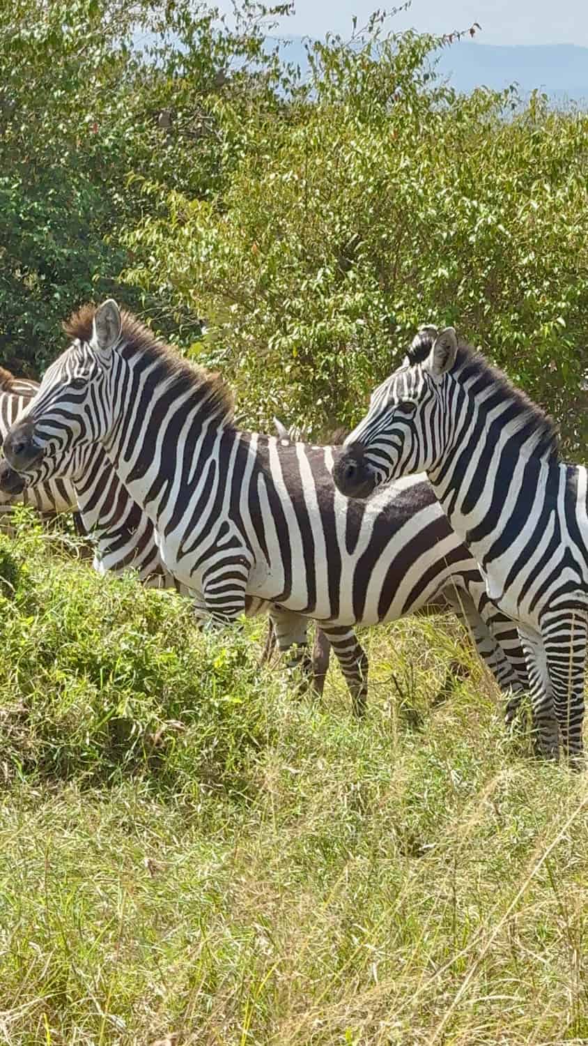 Three zebras standing side by side in tall grass, facing right, with green bushes in the background.
