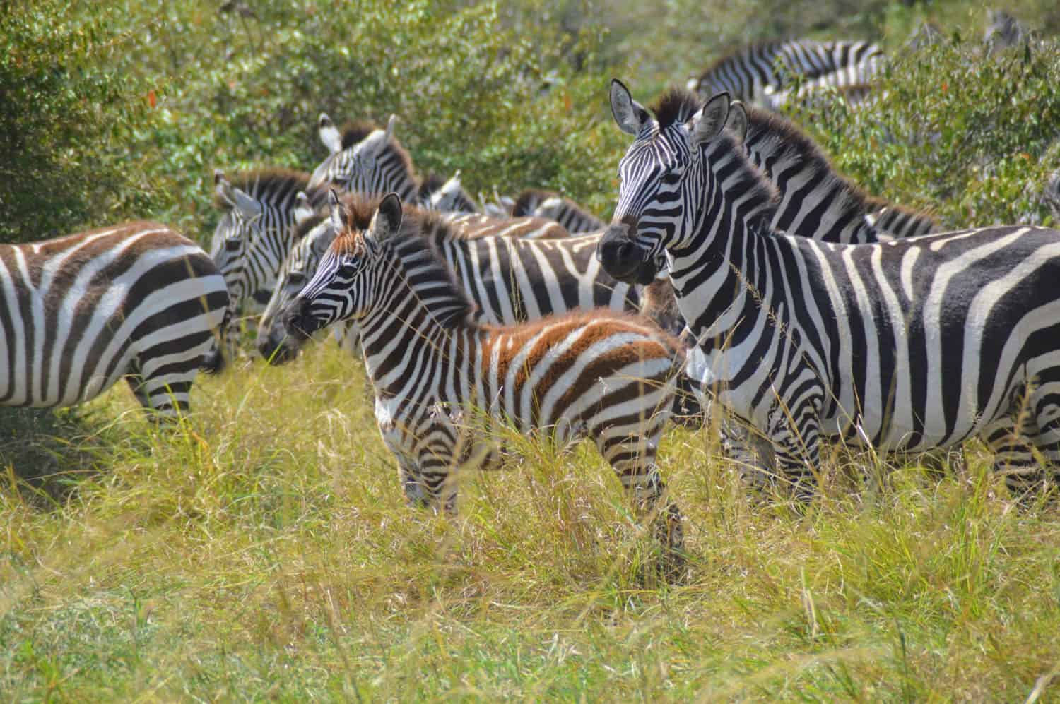 A group of zebras, including an adult and a foal, stands and grazes in tall grass with bushes in the background.