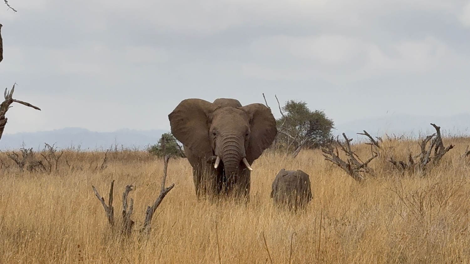 An elephant with large tusks stands facing forward in a grassy, dry savanna landscape with scattered trees and cloudy skies.