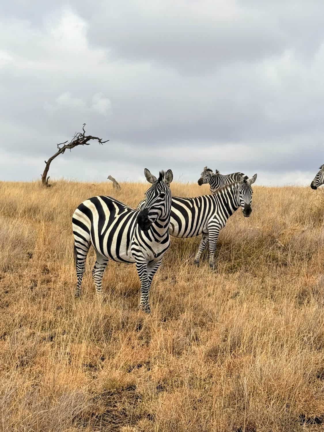 Two zebras stand on dry grassland under a cloudy sky, with a leafless tree and more zebras visible in the background.