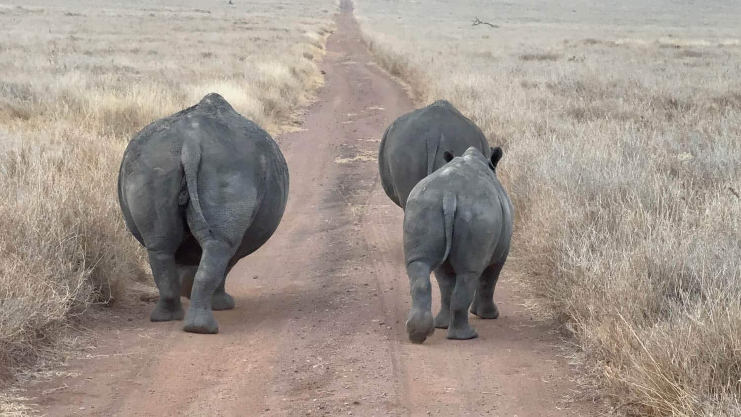 Two rhinoceroses, one large and one smaller, walk away on a dirt path through dry grassland.