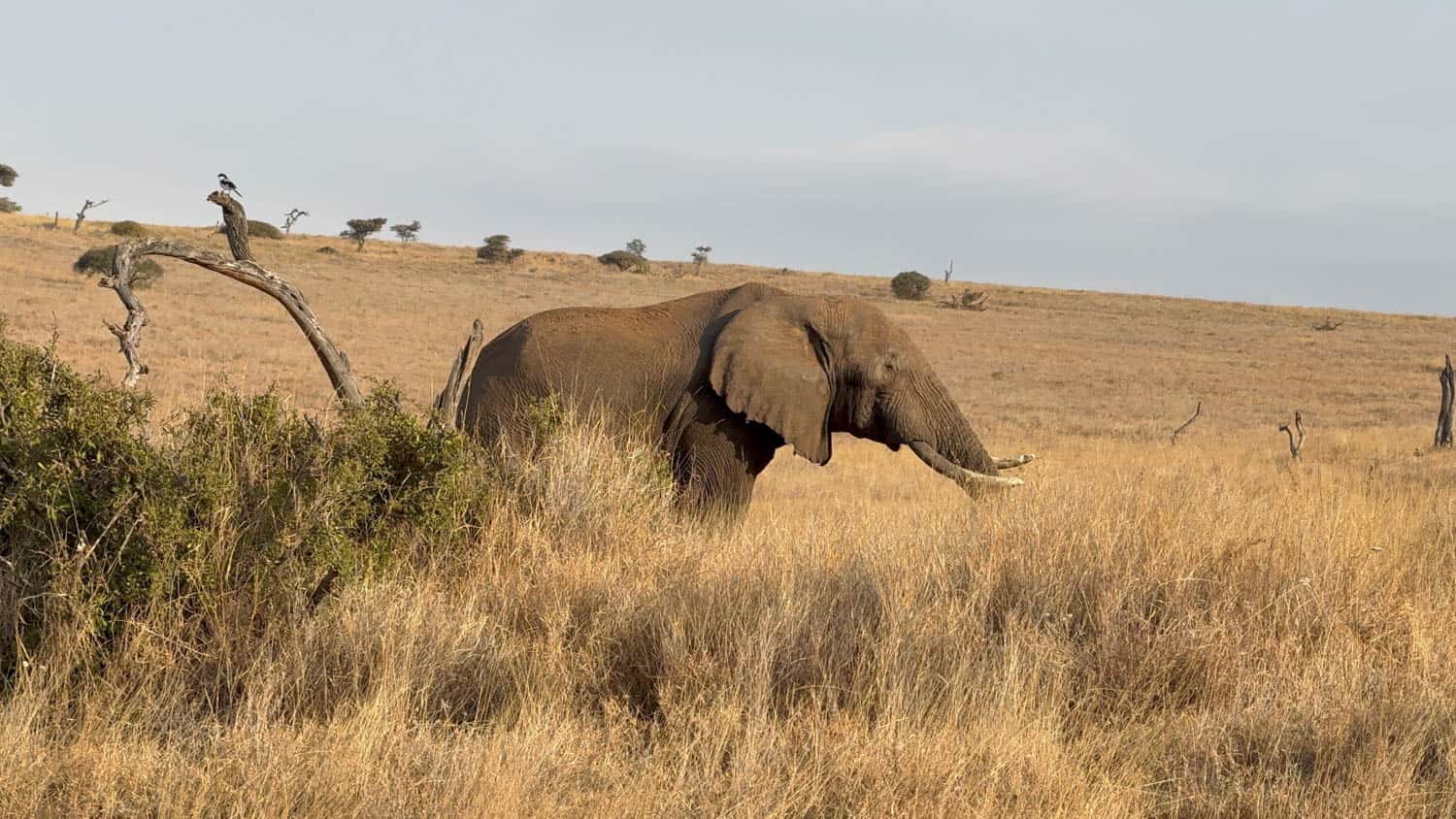 Elephant stands in dry savanna grass with a bird on a nearby bare tree branch, seen on a Journeys African safari.