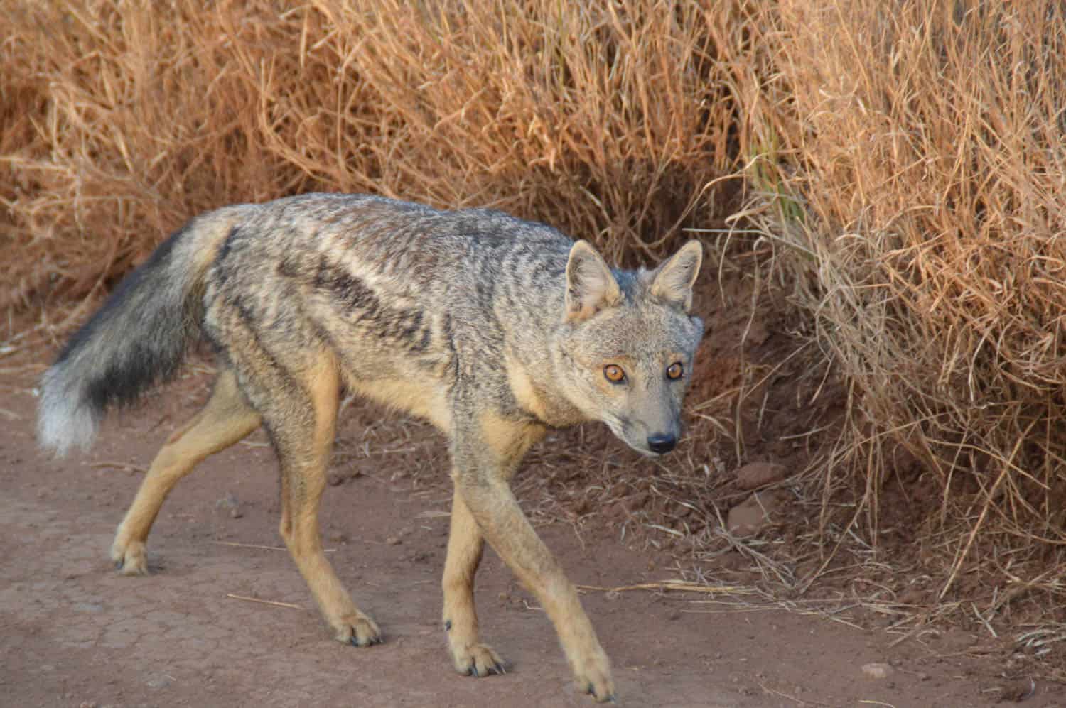 A jackal with gray and brown fur walks on a dirt path beside dry, tall grass, looking toward the camera.