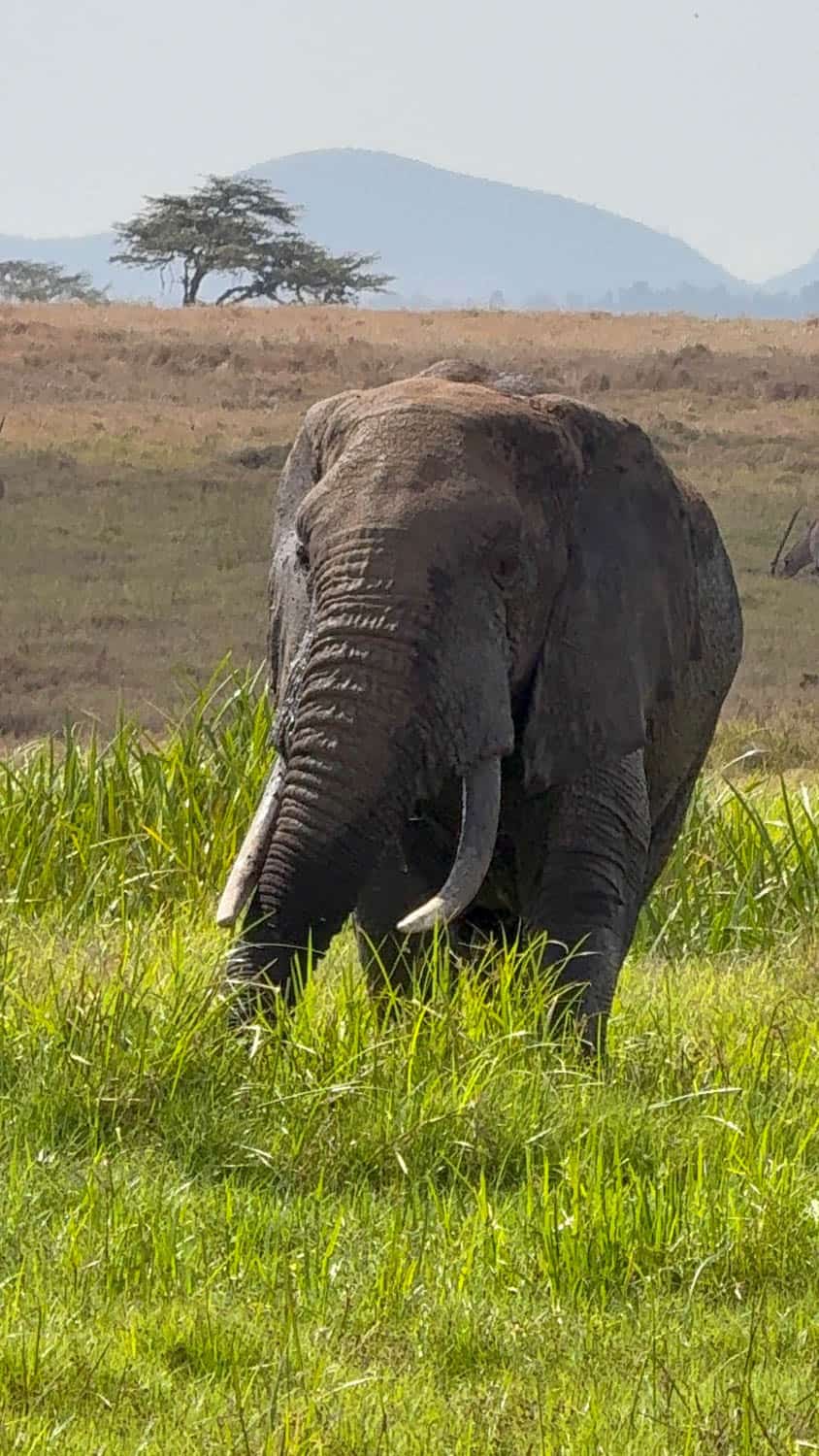 An elephant stands in tall grass in a savanna landscape with hills and a tree visible in the background.