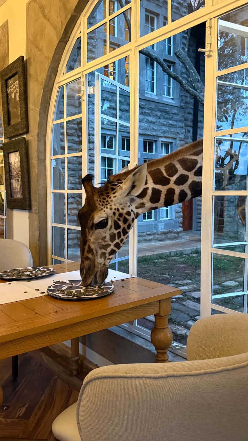 A giraffe extends its head through an open window to eat from a plate on a dining table inside a house.