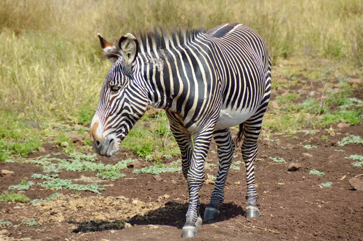 A Grevy’s zebra stands on dry, patchy ground with tall grass in the background.