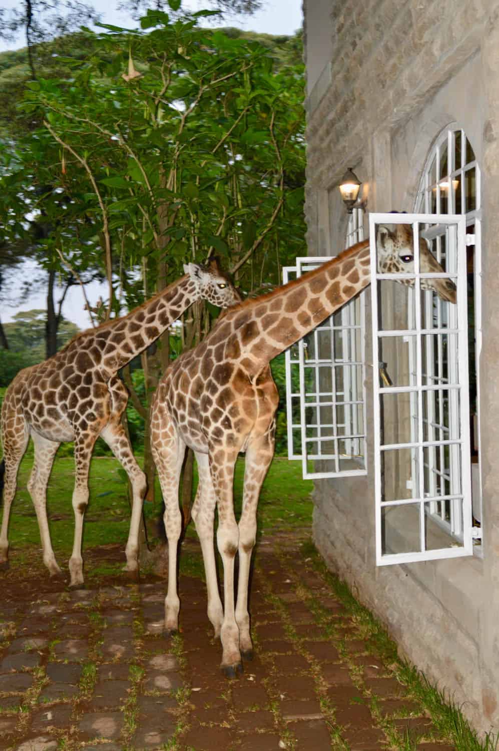 Two giraffes stand outside a stone building, with one giraffe extending its head through an open window toward the interior.