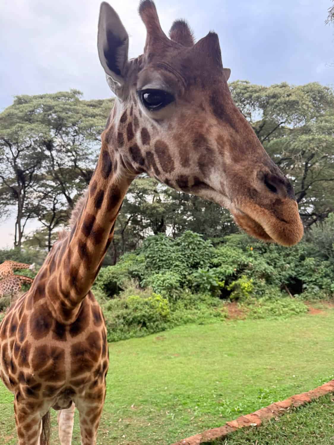 A close-up of an adult giraffe standing on grass with trees and bushes in the background under a cloudy sky.