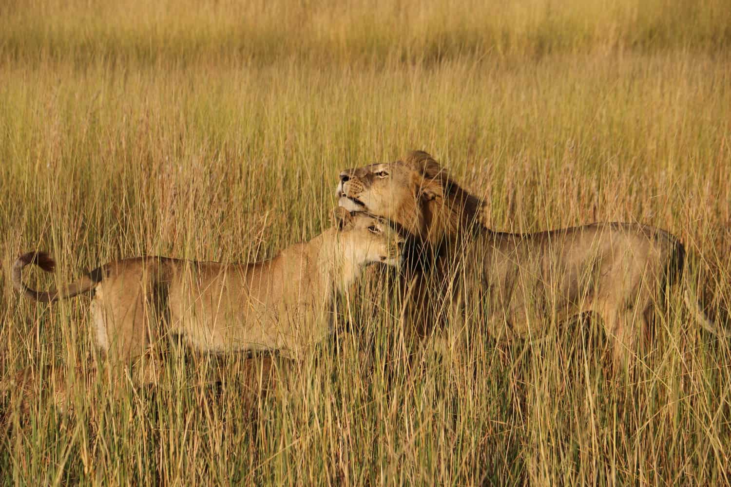 Two lions stand close together in tall, golden grass, with one nuzzling the other affectionately.
