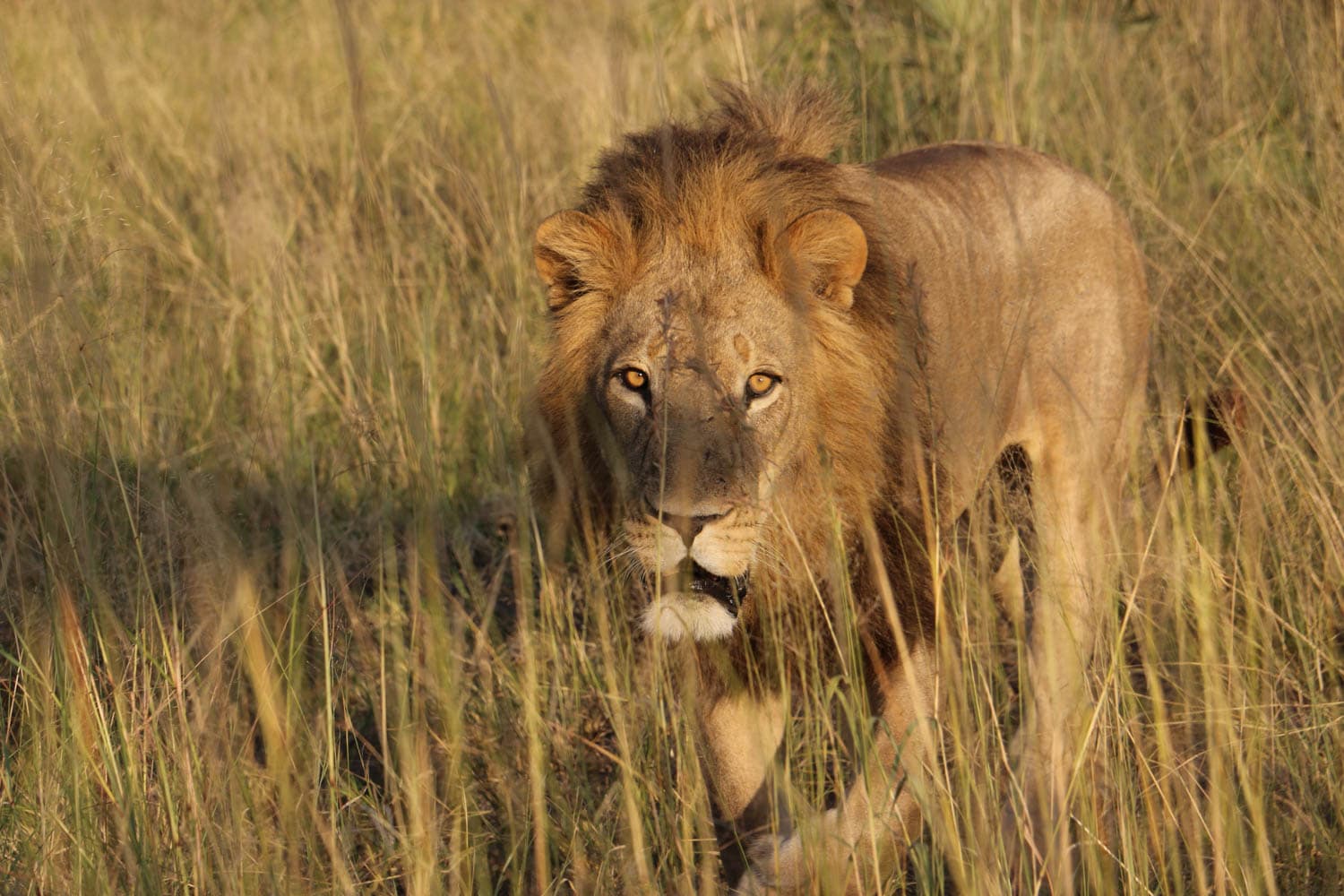 A male lion with a full mane walks through tall grass in a sunlit savanna landscape.
