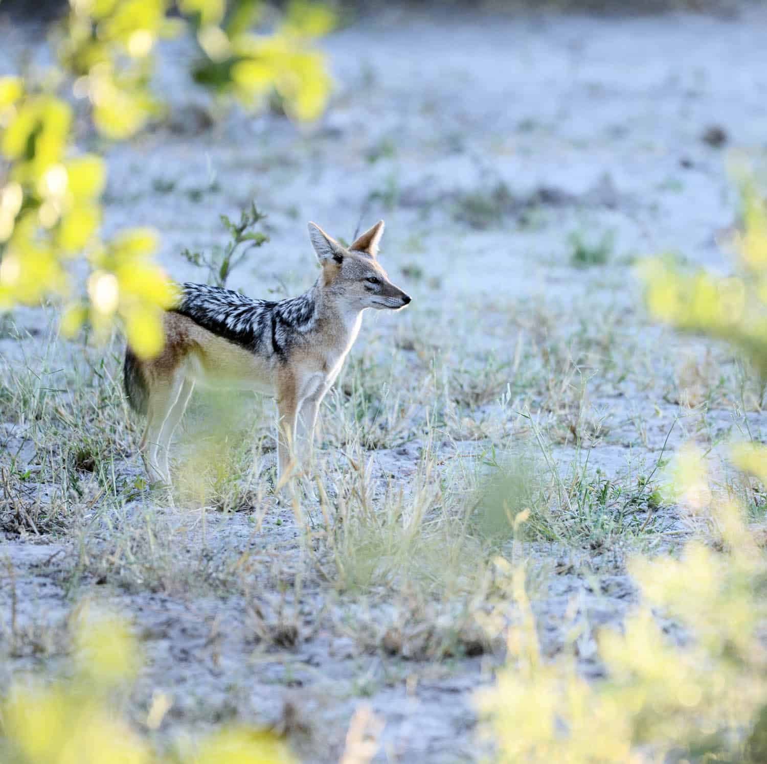 A black-backed jackal stands alert on sandy ground with sparse grass and sunlight filtering through green foliage.