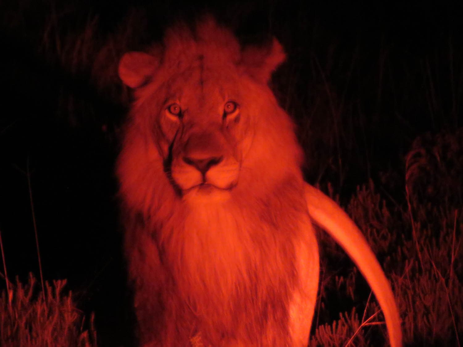 A male lion illuminated by red light stands facing the camera at night, with surrounding vegetation partially visible.