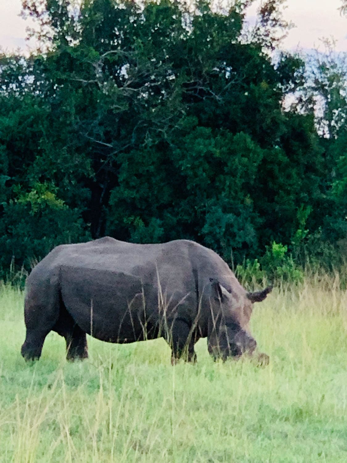 A rhinoceros grazing on grass in an open field in Africa with dense green trees in the background.