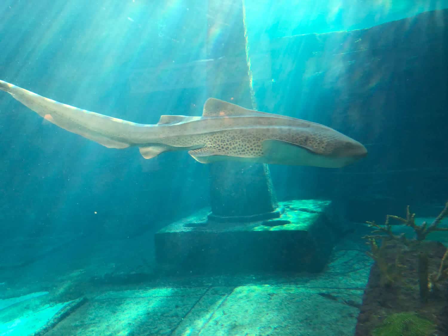 A zebra shark swims underwater near a pillar, with light streaming down and some aquatic plants visible in the corner.