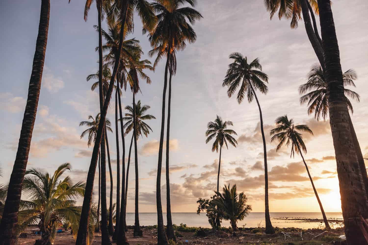 Tall palm trees line a tropical beach at sunset in Hawaii with a partly cloudy sky and the sun low on the horizon.