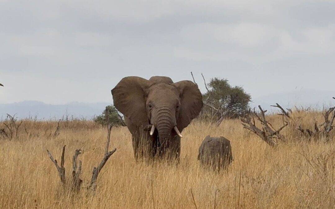 What Should You Bring for an African Safari? The Essential Carry-On Packing List